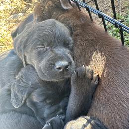 Turquoise - Black female Labrador Retriever puppy in Middleton, New Hampshire from Tag Hollow