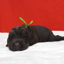 Ursus Green Collar Male - Brown male Newfoundland puppy in Dalton, Ohio from Newfforu