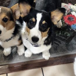 Pembroke Welsh Corgi Puppies from Diamond K Corgis