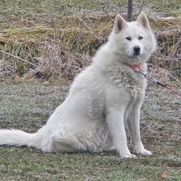 Blaze - Siberian Husky