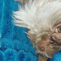 Shih Tzu Puppies from N.F.S.T Imperial ShihTzu Puppies.