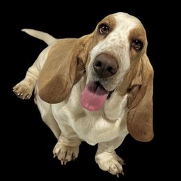 Ellie - Basset Hound