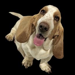 Ellie - Basset Hound
