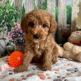Zeke - Red male Cavapoo puppy in Lebanon, Missouri from Danielle’s Doodles