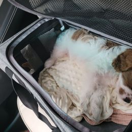 Cavapoo Puppies from Carolina Springs Breeding