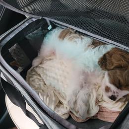 Cavapoo Puppies from Carolina Springs Breeding