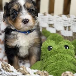 Zion - blue collar male - Tri-color male Bernedoodle puppy in Yuciapa, California from AlltheDoodlez_