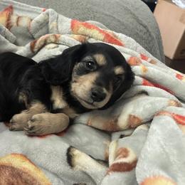 Dachshund Puppies from Leah’s Suncoast Doxies