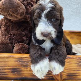 Aussiedoodle Puppies from The Cuddly Dood Ranch