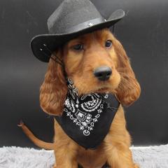 Irish Setter Puppies from Lakeside Irish Setters