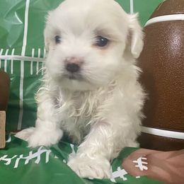 Rachel - White female Maltese puppy in Polo, Missouri from Purely Maltese