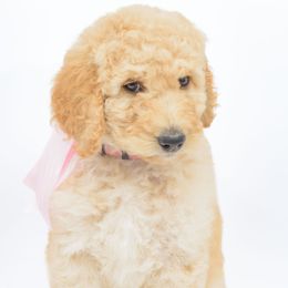 Poodle Puppies from DoodleHaven