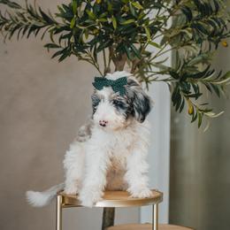 Bernedoodle, Goldendoodle, and Sheepadoodle Puppies from High Desert Doodles