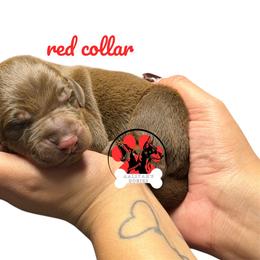 Red collar - Red and rust male Doberman Pinscher puppy in Canton, Ohio from Aaliyah’s Dobies