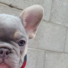 French Bulldogs from Outrageous Frenchies