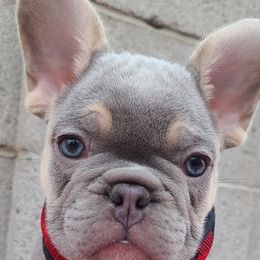 French Bulldogs from Outrageous Frenchies