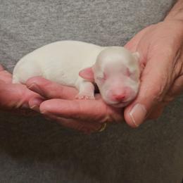 Moo moo cream pie male - Piebald male Dachshund puppy in Trade, Tennessee from TN Miniature Dachshunds & Basset Hounds