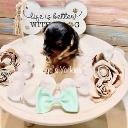 Yorkshire Terrier Puppies from Bragg’s Yorkies