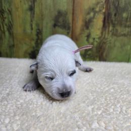 Pink Collar Blue Female - Blue female Australian Cattle Dog puppy in Riverton, Utah from Rundown Ranch Cattle Dogs