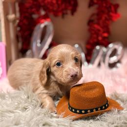 Champ - Cream male Dachshund puppy in Mayville, Michigan from Teenie Little Hearts