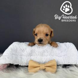 Wolf - Cream male Goldendoodle puppy in Utah County, Utah from Big Hearted Breeders