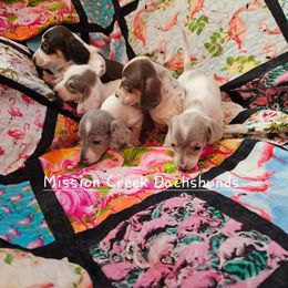 Dachshund puppies from Mission Creek Dachshunds