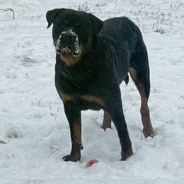Rottweilers from Nevins Rottweilers