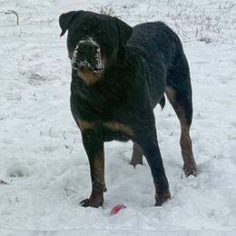Rottweilers from Nevins Rottweilers