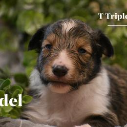 Edel- tan collar - Sable and white female Shetland Sheepdog puppy in Gladbrook, Iowa from T Triple C Shelties