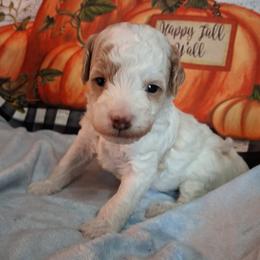 Scooter - Parti male Goldendoodle puppy in Haddam, Kansas from Golden B Acres