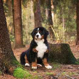Bernese Mountain Dog Puppies from Joan Rogers