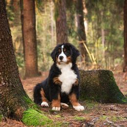 Bernese Mountain Dog Puppies from Joan Rogers