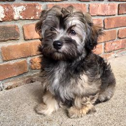Havanese Puppies from Ravhav Havanese