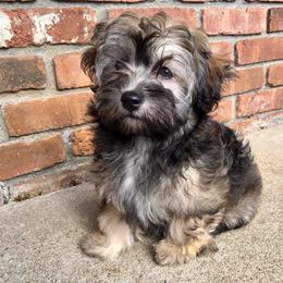 Havanese Puppies from Ravhav Havanese