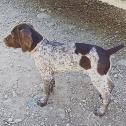 German Shorthaired Pointers from Morris Covey Farm