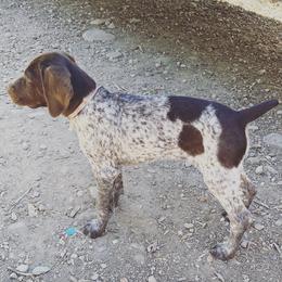 German Shorthaired Pointers from Morris Covey Farm