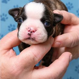 Maverick - Black brindle and white male Boston Terrier puppy in Powell Butte, Oregon from RVF Boston Terriers