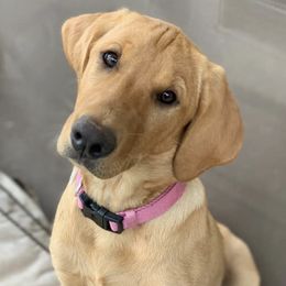 Labrador Retrievers from Shady Oaks Kennels