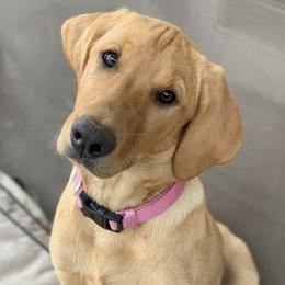 Labrador Retrievers from Shady Oaks Kennels