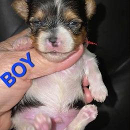 Biewer Terrier and Yorkshire Terrier Puppies from Granny's yorkshire Terrier Modesto California