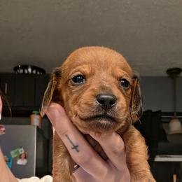 Dasher - Red male Dachshund puppy in Farmington, Missouri from Southeast mo Miniature dachshunds