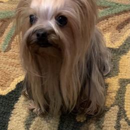 Diamond - Yorkshire Terrier