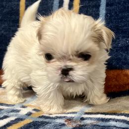 Kenny - Gold and white male Shih Tzu puppy in Easley, South Carolina from Full of Shih Tzus