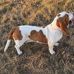 Dottie - Basset Hound