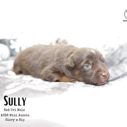 Sully RTM5 - Red tri male Miniature Australian Shepherd puppy in Nacogdoches, Texas from TK Standard, Mini, & Toy Aussies
