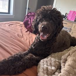 Luna - Goldendoodle