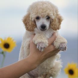 Cassian - Cream male Poodle puppy in Orem, Utah from First Class Poodles