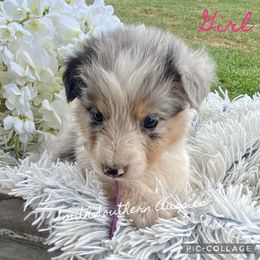 Australian Shepherd Puppies from Smith Southern Aussies