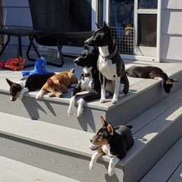Basenji Puppies from Makindu Basenjis