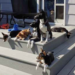 Basenji Puppies from Makindu Basenjis